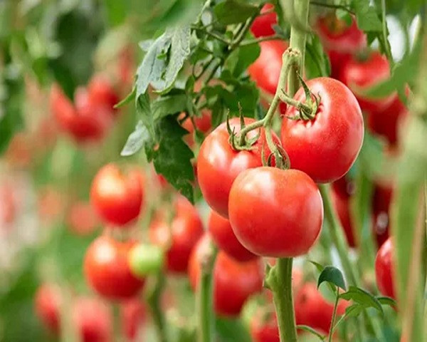 تصویر 1 از فروش گوجه فرنگی بوته رس + قیمت خرید به صرفه